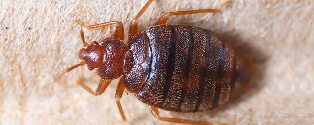 Bed Bug Control