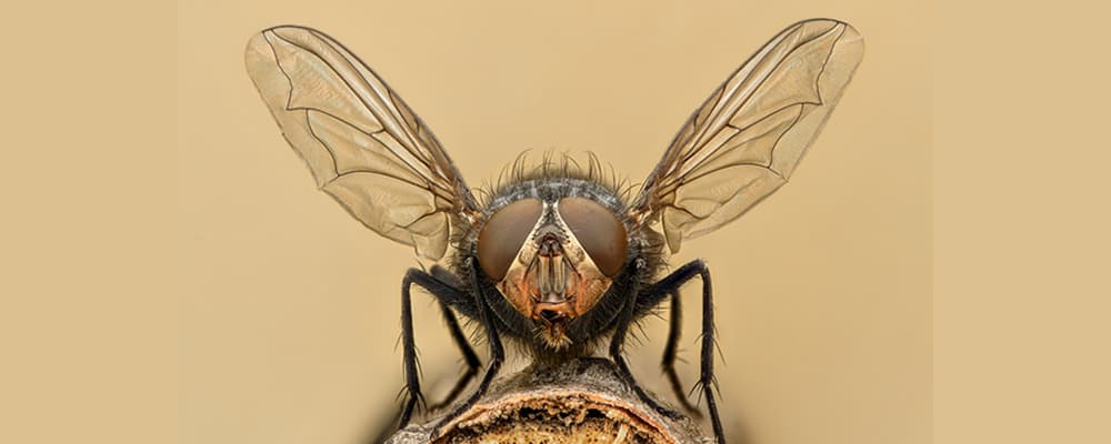 Flies Control