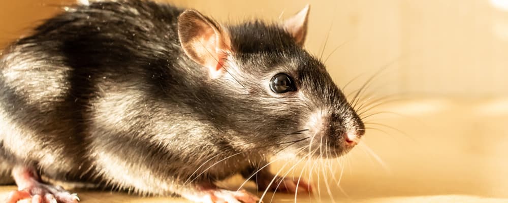 Rodent Control