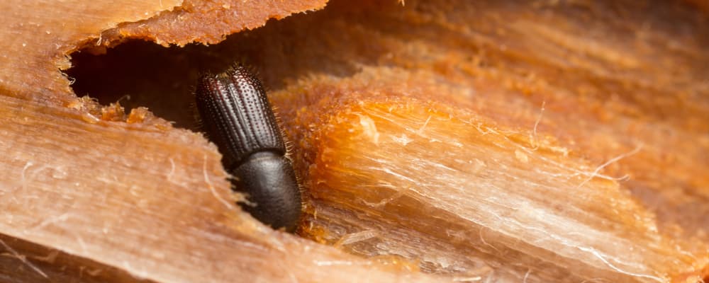 Wood Borer Control
